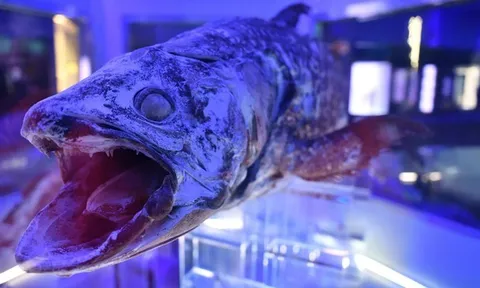 Từng bị cho là đã "biến mất" cùng thời với khủng long, loài cá cổ đại bất ngờ lộ diện sau 66 triệu năm khiến cả giới khoa học "đứng hình"