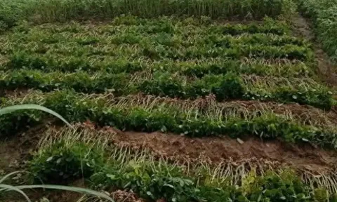 Cậu con trai hí hửng ra đồng giúp mẹ từ sáng sớm, ai ngờ vì một cuộc gọi mà xảy ra tình huống "dở khóc dở cười"