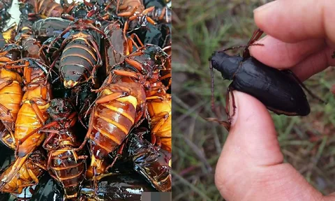 Nhìn bề ngoài không mấy bắt mắt, loài côn trùng này giờ được "săn lùng" với giá hơn 3,3 triệu đồng/kg, chủ trại thu hàng tỷ đồng mỗi năm