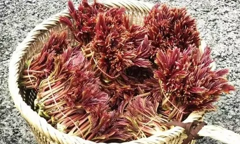Một loại cây quen thuộc ở vùng núi Việt Nam bất ngờ "đổi đời" tại nước ngoài, giá bán khiến nhiều người ngạc nhiên