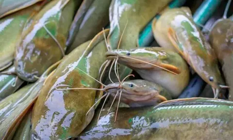 Nhìn vẻ ngoài chẳng có gì nổi bật nhưng loại cá này lại được nhiều người tìm mua vì vừa ngon vừa bổ, giá chỉ vài chục nghìn/kg