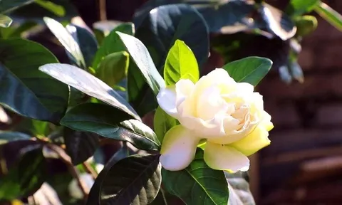 Nhiều người trồng chỉ để ngắm, không ngờ loài hoa này còn được ví như "kho báu" tự nhiên: Hương thơm hơn hoa nhài, quả bán giá 300.000 đồng/kg