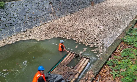 Nhìn xuống dòng kênh, ai cũng rùng mình vì cảnh tượng trước mắt: Mặt nước phủ kín cá chết, mùi hôi bốc lên nồng nặc