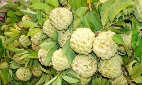 Loại quả đang vào mùa ngon nhất, vừa thơm ngọt lại tốt cho tim mạch và huyết áp nhưng khi ăn có một điều phải đặc biệt cẩn thận