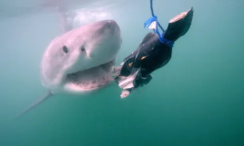 “Thủy quái” dài gần 3,7 mét khiến giới khoa học chú ý: Được gọi là “Sharkzilla” vì kích thước khổng lồ, kết quả xét nghiệm cuối cùng gây bất ngờ