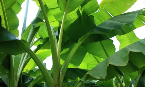Loại lá rụng đầy vườn, nhiều nơi ở Việt Nam còn đốt bỏ nhưng sang Nhật được bán gần 500.000 đồng/chiếc