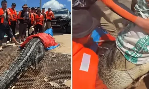 Người dân lo lắng vì có "quái vật" xuất hiện trên sông, nhóm thợ săn lập tức vào cuộc, bắt được con cá sấu khổng lồ dài tới 5,7m