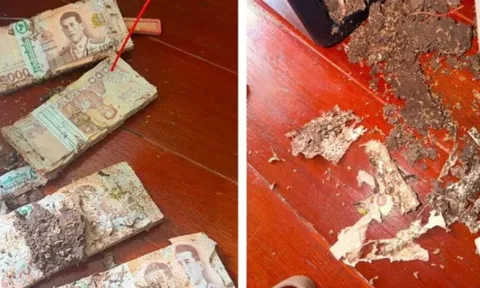 Mở két lấy tiền, người phụ nữ suýt ngất trước cảnh tượng đáng sợ bên trong: Bất ngờ khi biết "danh tính" của "kẻ phá hoại"