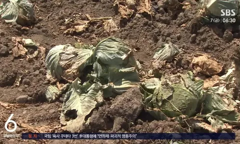 Nắng nóng kéo dài ở Hàn Quốc khiến bắp cải cháy lá, khoai tây mềm nhũn như luộc, đào nhiều lớp đất vẫn không tìm được củ nào còn nguyên vẹn
