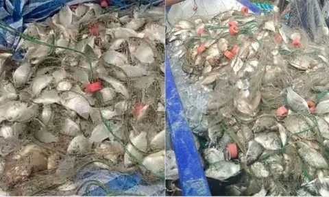 Ngư dân kéo mẻ lưới gần 200 kg cá, thế nhưng lại phát hiện ra điều đáng lo