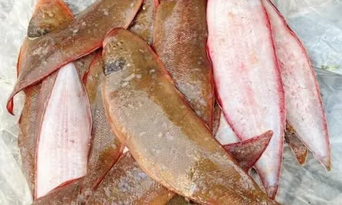Ít xương dăm, thịt ngọt dễ ăn, loại cá quen thuộc này còn là món ngon giàu dưỡng chất ít người để ý