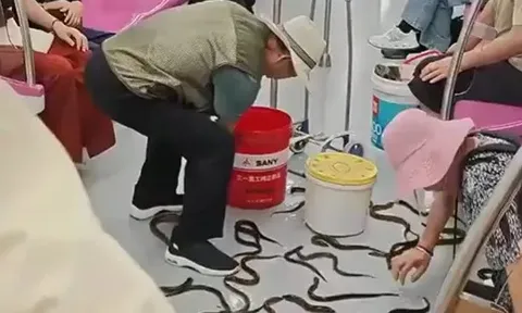 Màn “đại chiến" giữa người và... lươn giữa toa tàu điện ngầm khiến nhiều người vừa giật mình vừa thích thú