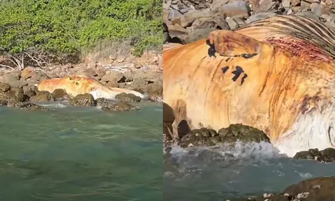 Đi dạo biển, người dân bàng hoàng khi phát hiện "vật thể lạ" khổng lồ nằm giữa các tảng đá