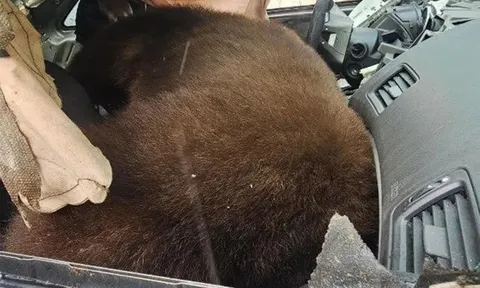 Con gấu nặng hơn 113 kg tử vong thương tâm trong ô tô khiến ai cũng xót xa