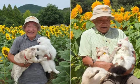 Hai chú mèo cứ chụp ảnh là lại lao vào “đánh nhau” khiến dân mạng thích thú