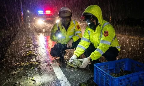 Hàng chục con rùa xuất hiện bất ngờ trên đường sau mưa lớn, cảnh sát phải đưa về đồn để tìm chủ