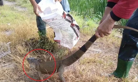 "Godzilla cỡ nhỏ" khiến người phụ nữ đang làm ruộng bất ngờ vứt cuốc, la hét bỏ chạy