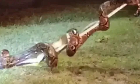 Chủ xe tá hỏa khi phát hiện trăn "đột nhập" vào khoang động cơ giữa đêm