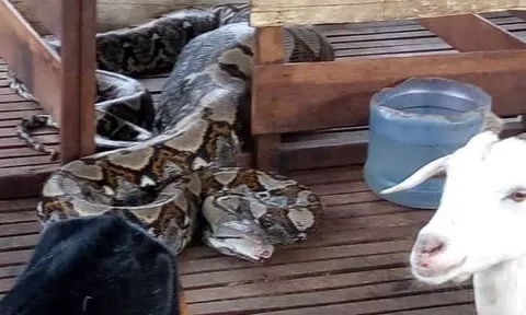 Chó và dê liên tục biến mất suốt nhiều ngày, tiếng động giữa đống gỗ hé lộ con vật "khổng lồ" dài hơn 3,6m khiến nhiều người "nổi da gà"