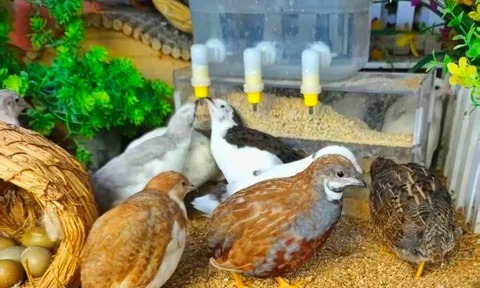 Cải tạo trường học bỏ hoang thành trang trại nuôi gà “tí hon”, chàng trai thu tiền tỷ mỗi tháng khiến nhiều người bất ngờ