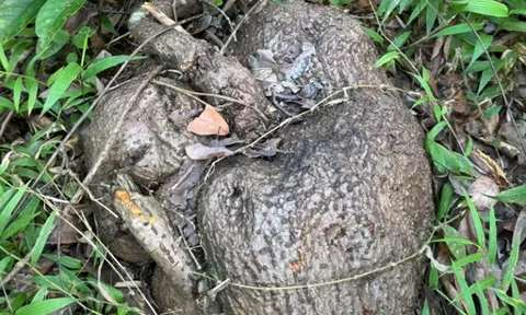 Loại củ “xấu xí” thường dùng trong bài thuốc an thần, nhiều người đào về ngâm rượu: Chuyên gia cảnh báo điều này