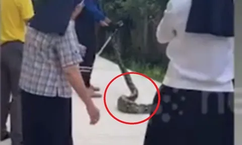 Giáo viên và học sinh hoảng hốt vì bất ngờ phát hiện "vị khách" khổng lồ dài tới 4m chậm rãi trườn qua sân trường