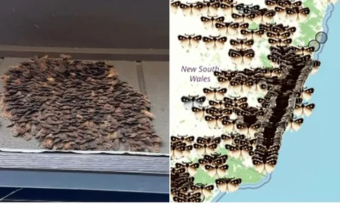 Sau 1 đêm, hàng trăm nghìn sinh vật lạ này đã “xâm chiếm” thành phố, nguyên nhân phía sau khiến ai cũng ngỡ ngàng