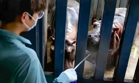 Làm công việc chăm sóc hà mã, mất ít nhất 2 tiếng xử lý chất thải mỗi ngày, chàng thạc sĩ 28 tuổi vẫn cho rằng mình không hề lãng phí chuyên môn nhờ điều này