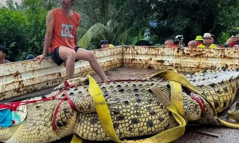 4 con cá sấu thoát khỏi trang trại giữa lũ lớn, lực lượng chức năng phải dùng thuyền truy tìm trong đêm