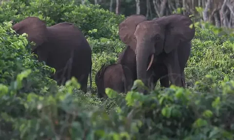 Vào rừng chặt tre, nam thanh niên bất ngờ bị voi rừng tấn công, tử vong thương tâm