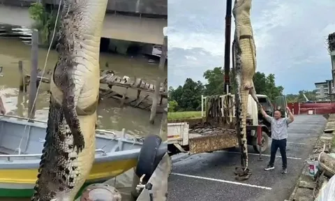 Vừa bắt được "quái thú" dài hơn 5m, nhóm thợ săn tiếp tục phát hiện cá thể khổng lồ thứ 2 khiến nhiều người kinh ngạc