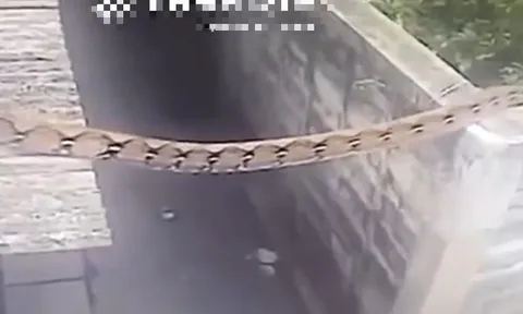 Camera ghi cảnh trăn "khổng lồ" dài hơn 6m bò từ mái nhà xuống giữa khu dân cư khiến ai cũng thót tim