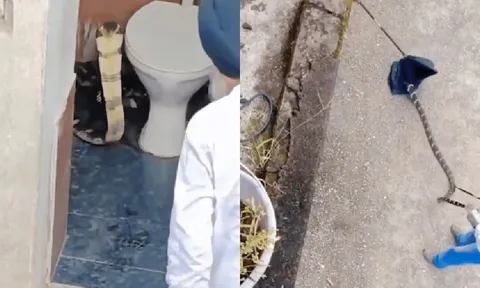 Rắn hổ mang chúa dài hơn 3m trong nhà vệ sinh khiến cả khu dân cư hốt hoảng
