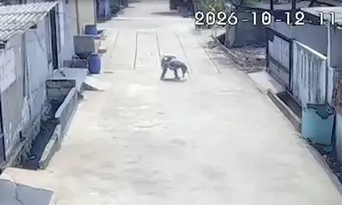 Camera ghi lại cảnh khỉ hoang lao vào tấn công bé gái 6 tuổi, người dân phải chạy ra xua đuổi
