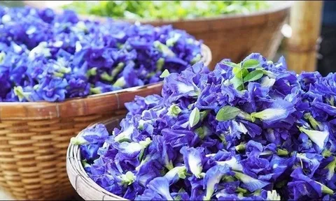 Loài hoa dại mọc đầy hàng rào nay bỗng "lột xác" trở thành đặc sản đắt tiền được chị em săn lùng, có thời điểm giá đến 350.000 đồng/kg: Nhưng 2 bộ phận này tuyệt đối không ăn