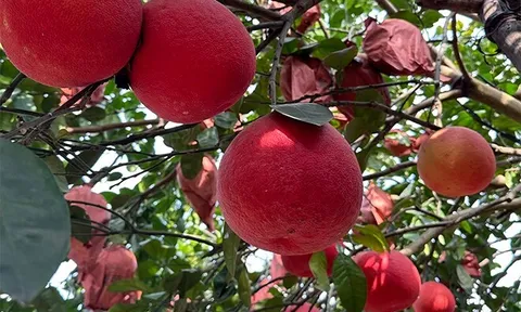 Bên ngoài đỏ như son, bên trong mọng nước: Giống bưởi đặc sản Hà Nội gây ấn tượng dịp Tết