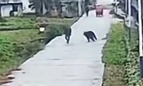 Tưởng có thể ném đá đuổi gấu, cụ ông nhận cái kết đắng: Camera ghi lại khoảnh khắc khiến người xem thót tim