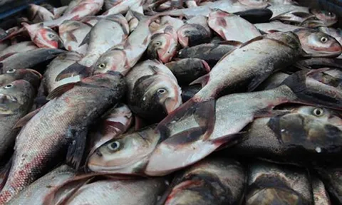 Loại cá nhiều người ngại ăn vì mùi tanh nhưng lại cung cấp lượng Omega-3 đáng chú ý