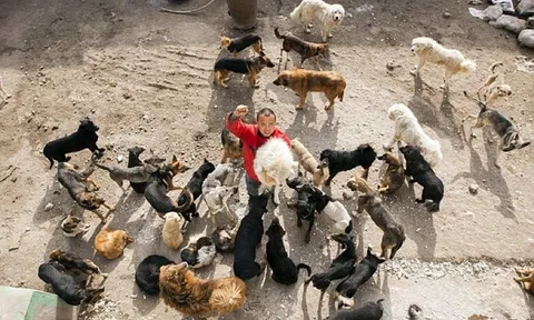 Triệu phú rơi vào cảnh nợ nần chồng chất vì cứu hơn 2.000 chú chó