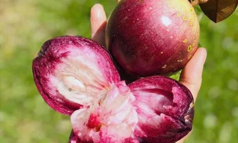 Được ví như “nữ hoàng” trái cây miền Tây, loại quả đặc sản Đồng Tháp này khiến nhiều người nhớ mãi
