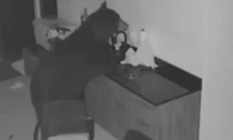 Cặp vợ chồng sốc nặng khi xem camera ghi lại cảnh "vị khách không mời" cao 1,8m đi lại trong nhà như chốn không người