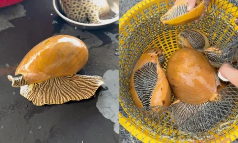 Loài ốc “khổng lồ” ẩn mình trong hốc đá, được chế biến thành đặc sản trứ danh vùng biển Lâm Đồng