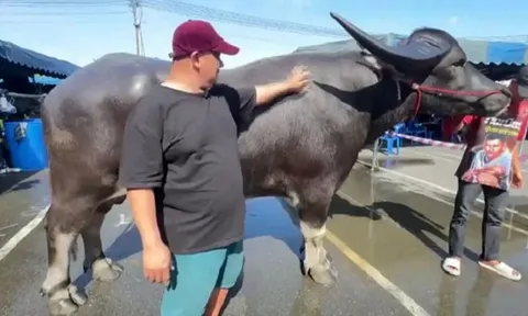 Con trâu nặng 1.360kg, cao 1,72m xuất hiện tại lễ hội khiến đám đông chú ý: Có người trả 3,8 tỷ nhưng người chủ vẫn lắc đầu