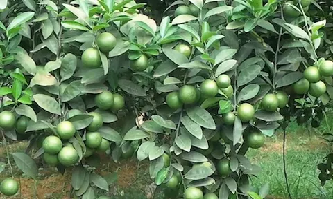 Quả rẻ bèo trồng đầy vườn ở Việt Nam lại được chuyên gia Mỹ xếp “tốt nhất”: Một giống cho trái quanh năm, thu tiền đều tay