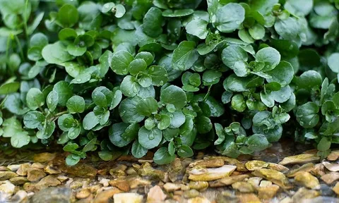 Loại rau nhỏ bé được Mỹ xếp "số 1 thế giới": Người Việt ăn hàng ngày mà không biết mình đang dùng “siêu thực phẩm”