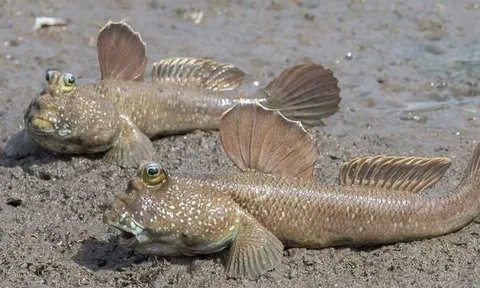 Lạ lùng loài cá kỳ dị "biết leo cây, chạy nhảy trên cạn": Từ “xấu lạ” thành đặc sản đắt khách, giá đến hơn nửa triệu/kg