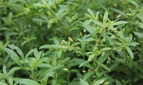 Một loại rau mọc hoang khiến người ta nhăn mặt lần đầu, nhưng lần sau lại đi tìm: Từng là rau cứu đói, nay thành đặc sản