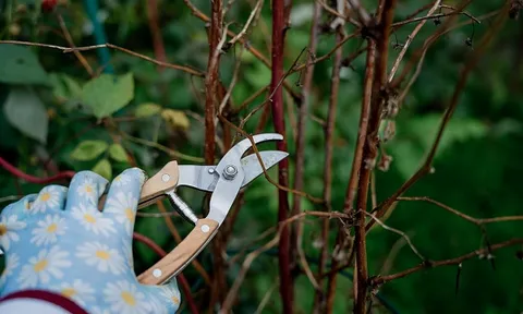 Tháng 4 tưởng nên cắt tỉa, ai ngờ nhiều cây “mất sạch hoa” chỉ vì một nhát kéo