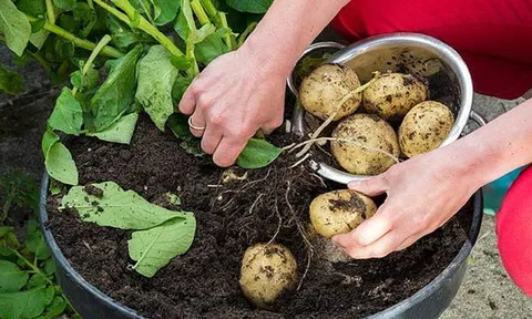 Tháng 4 trồng gì dễ trúng mùa? 4 loại rau “chịu đòn” thời tiết, càng thất thường càng dễ sống