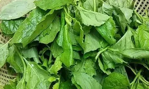 Tên nghe “lạnh gáy” nhưng là đặc sản: Loài rau mọc hoang vẫn đắt khách, giá tới 80.000 đồng/kg vẫn không đủ bán